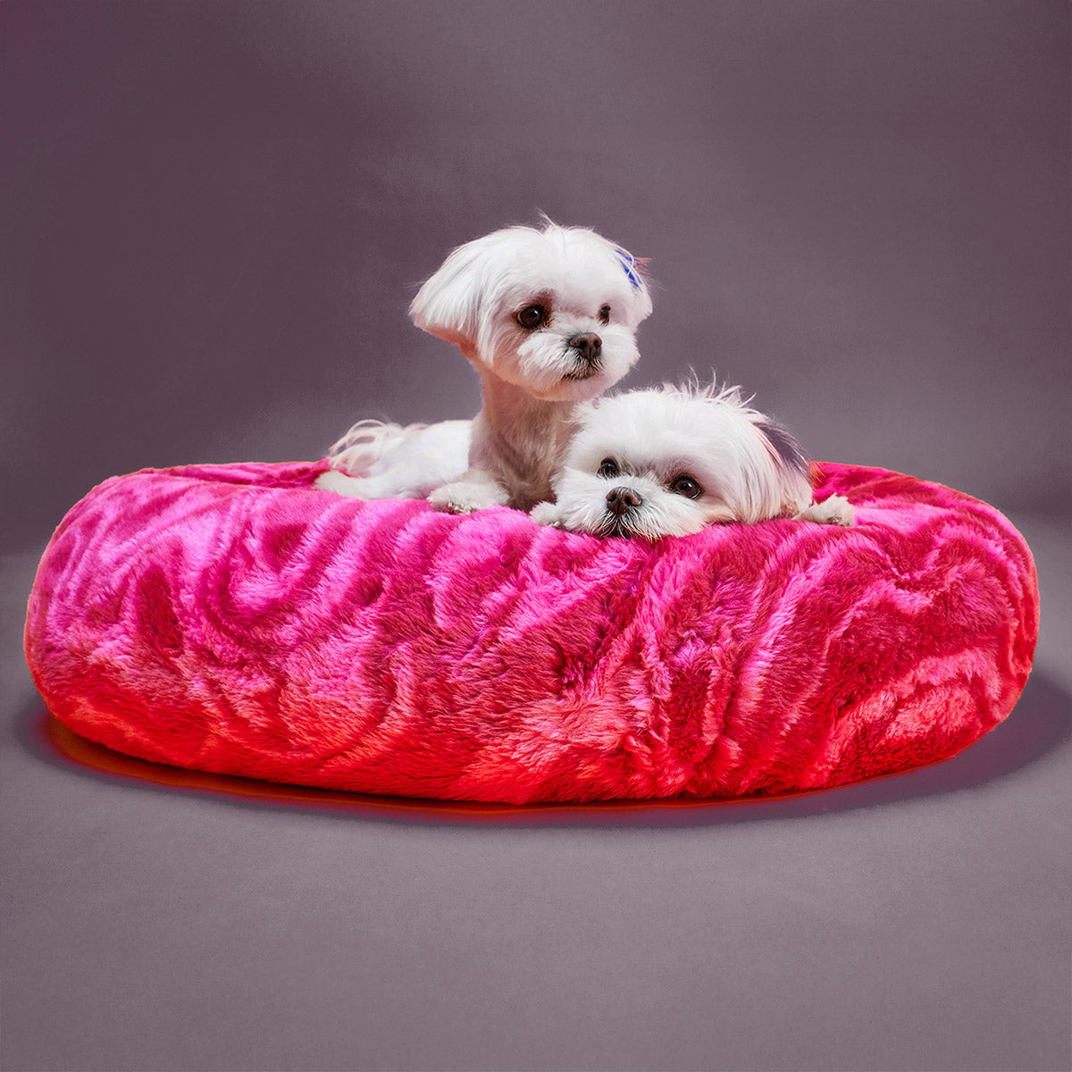Tuccini Pet Accessories