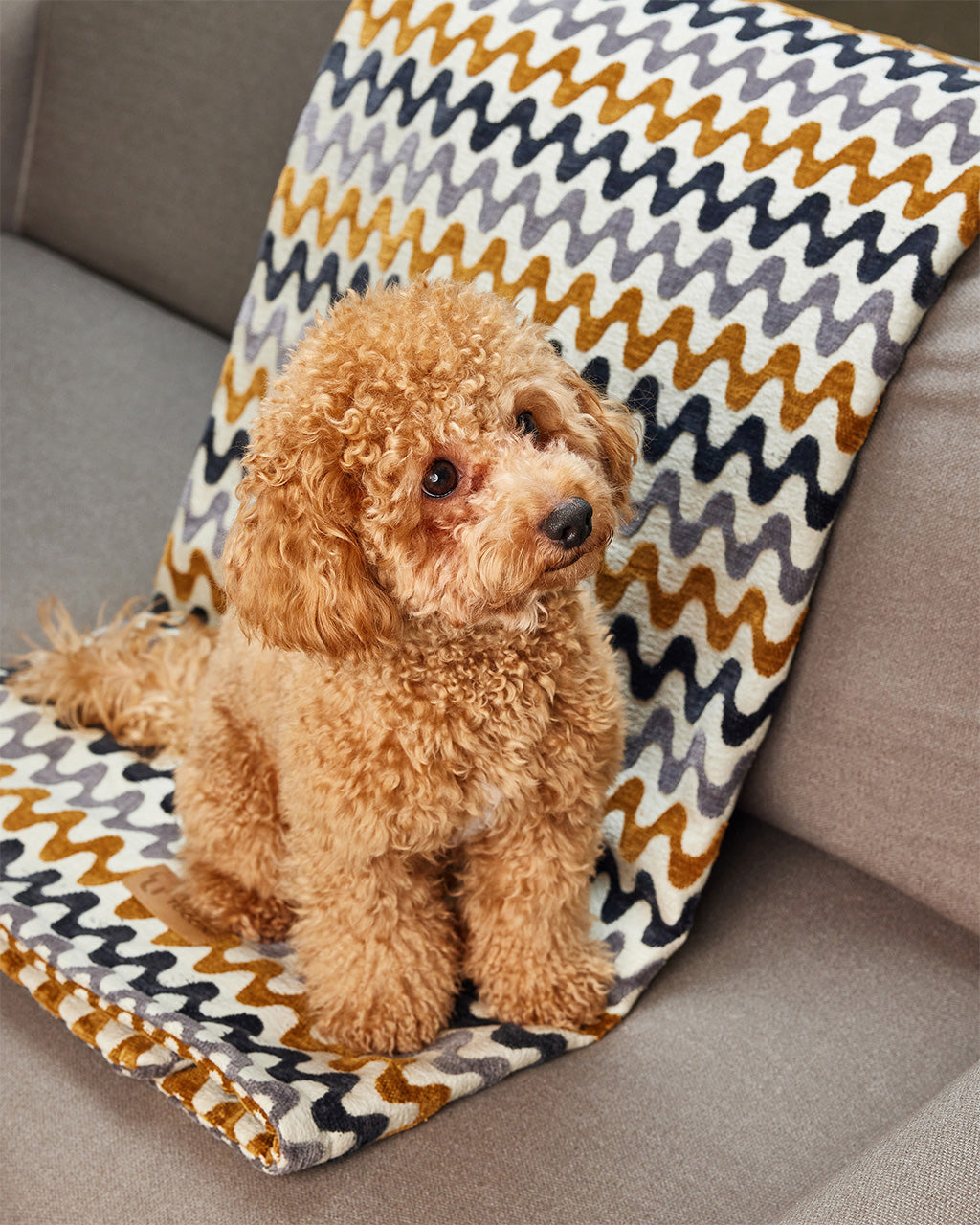 Tuccini Pet Accessories