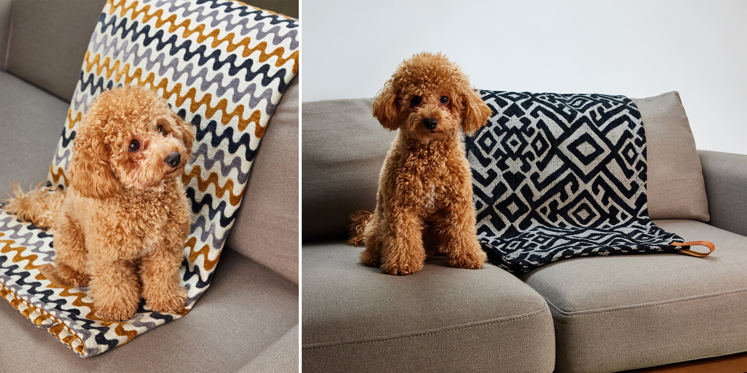 Tuccini Pet Accessories