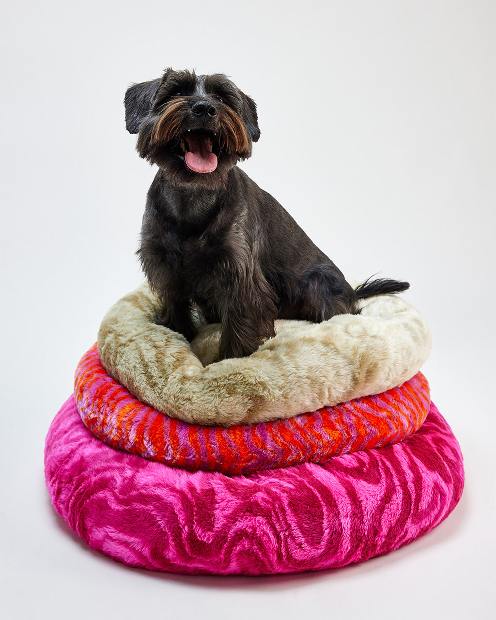 Tuccini Pet Accessories